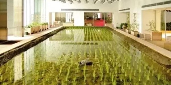 美國人把辦公桌搬進(jìn)了熱帶雨林，日本人把農(nóng)場搬進(jìn)了寫字樓！